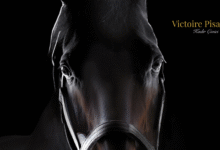 TJK, 2026 Aşım Sezonu Aygır Ücretlerini Duyurdu