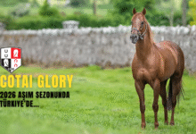 Cotai Glory 2026 Aşım Sezonunda Türkiye’de Hizmet Verecek